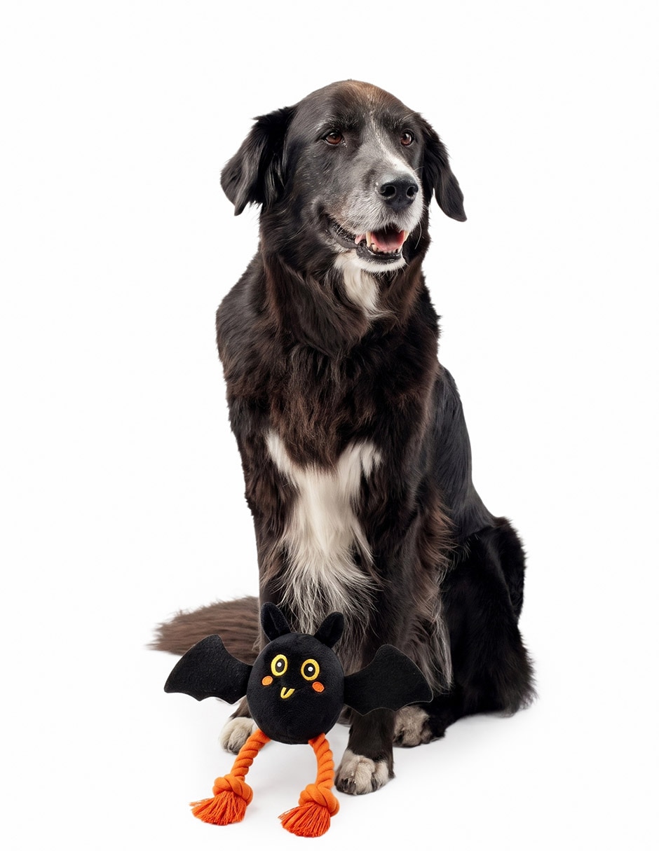 Juguete murcielago para perro