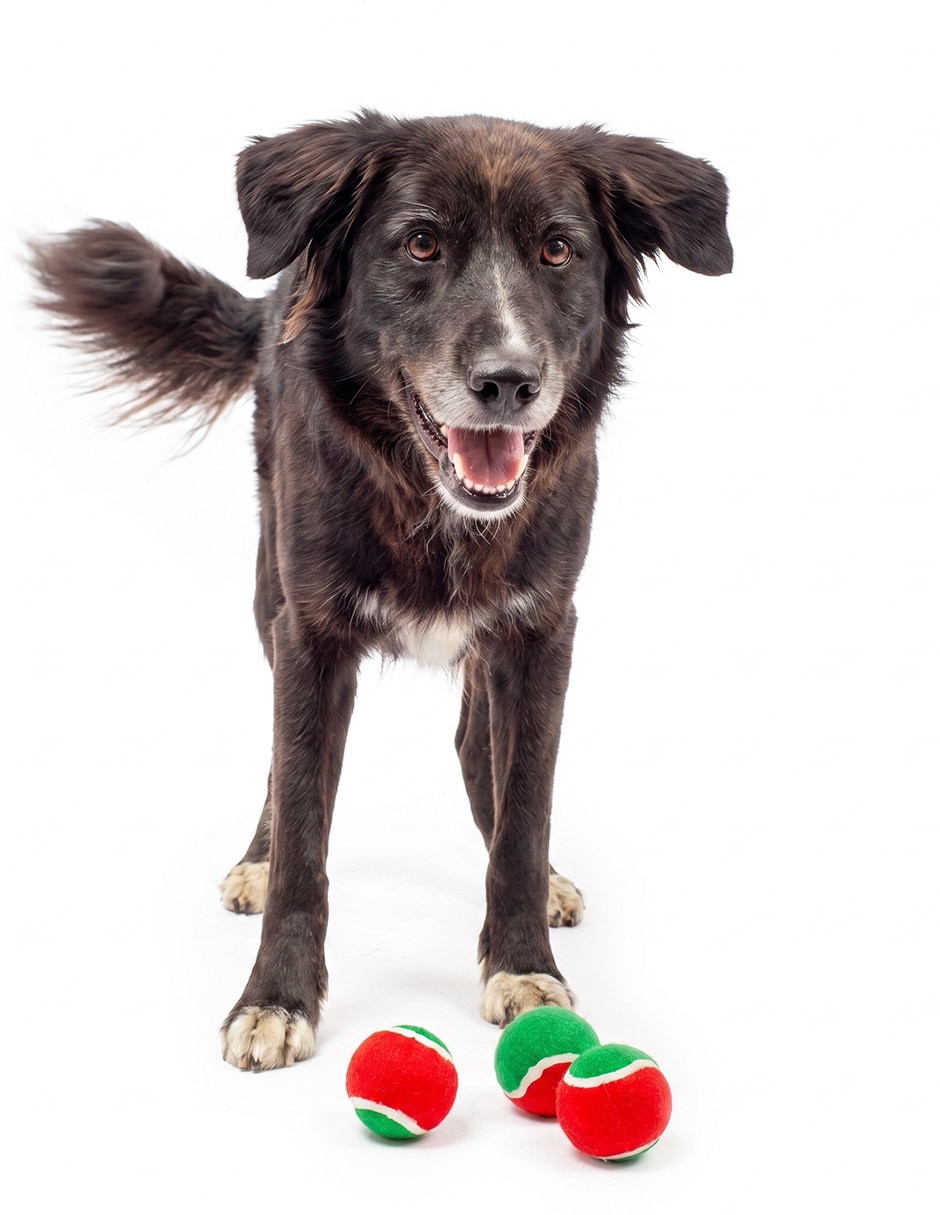Bastón Navideño con pelotas para perro